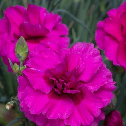 Picture of Dianthus Devon Wizard