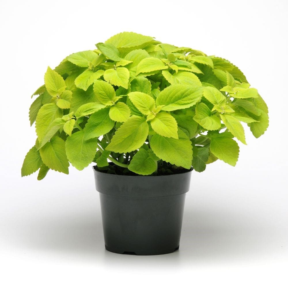 Coleus 'Lime Delight'