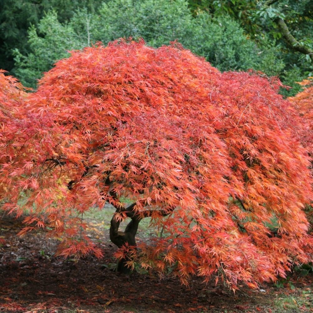 Rp Seeds Acer Palmatum Dissectum Atropurpureum Cut Leaf Japanese Maple My Xxx Hot Girl 