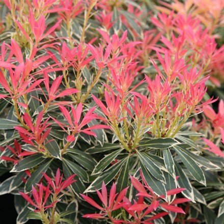 Picture of Pieris Flaming Silver