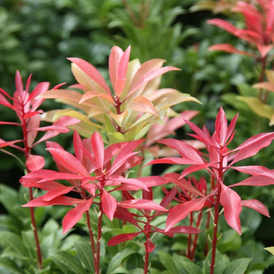 pics Evergreen Japonica Shrub pieris japonica mountain fire