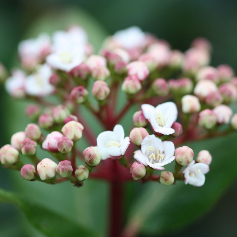 Buy laurustinus Viburnum tinus There are 130 laurustinus viburnum for sale on etsy, and they cost $21.37 on average.
