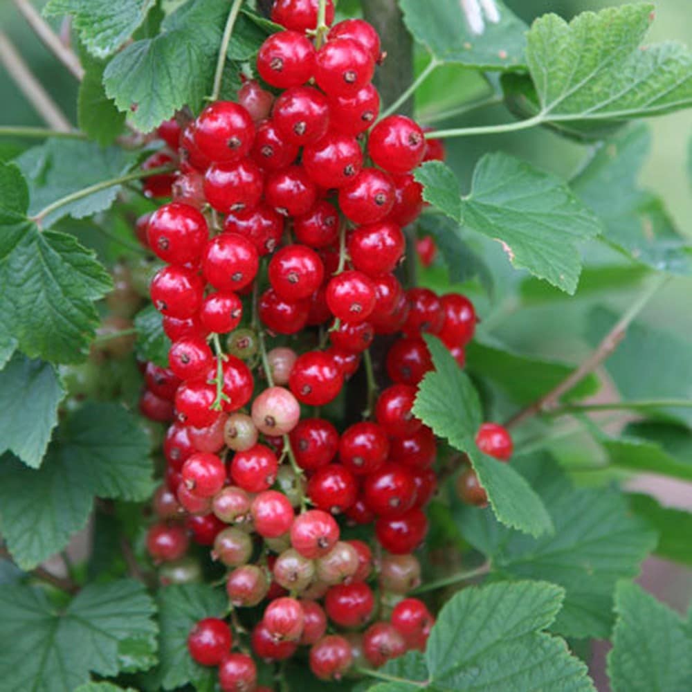 Bare root fruit