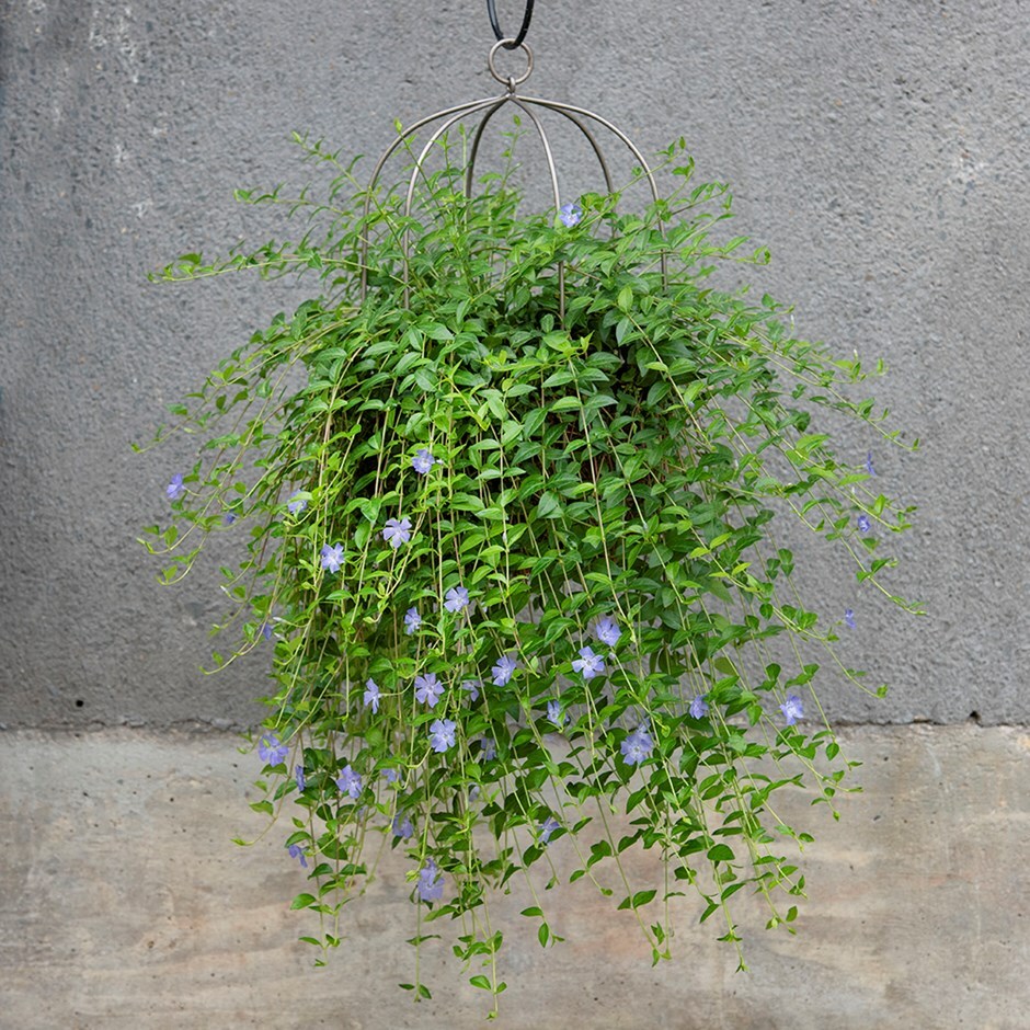 Buy Lesser periwinkle & hanging plant cage wide combination Lesser