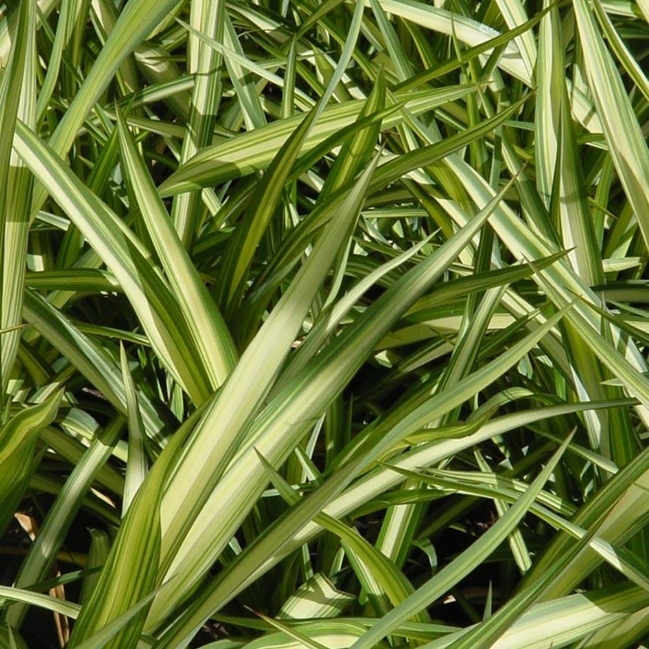New Zealand flax