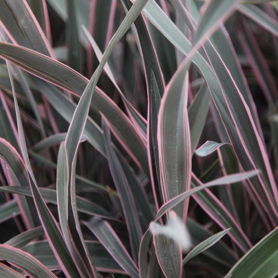 Phormium 'Pink Stripe' New Zealand Flax 'Pink Stripe' - 15 Gallon 