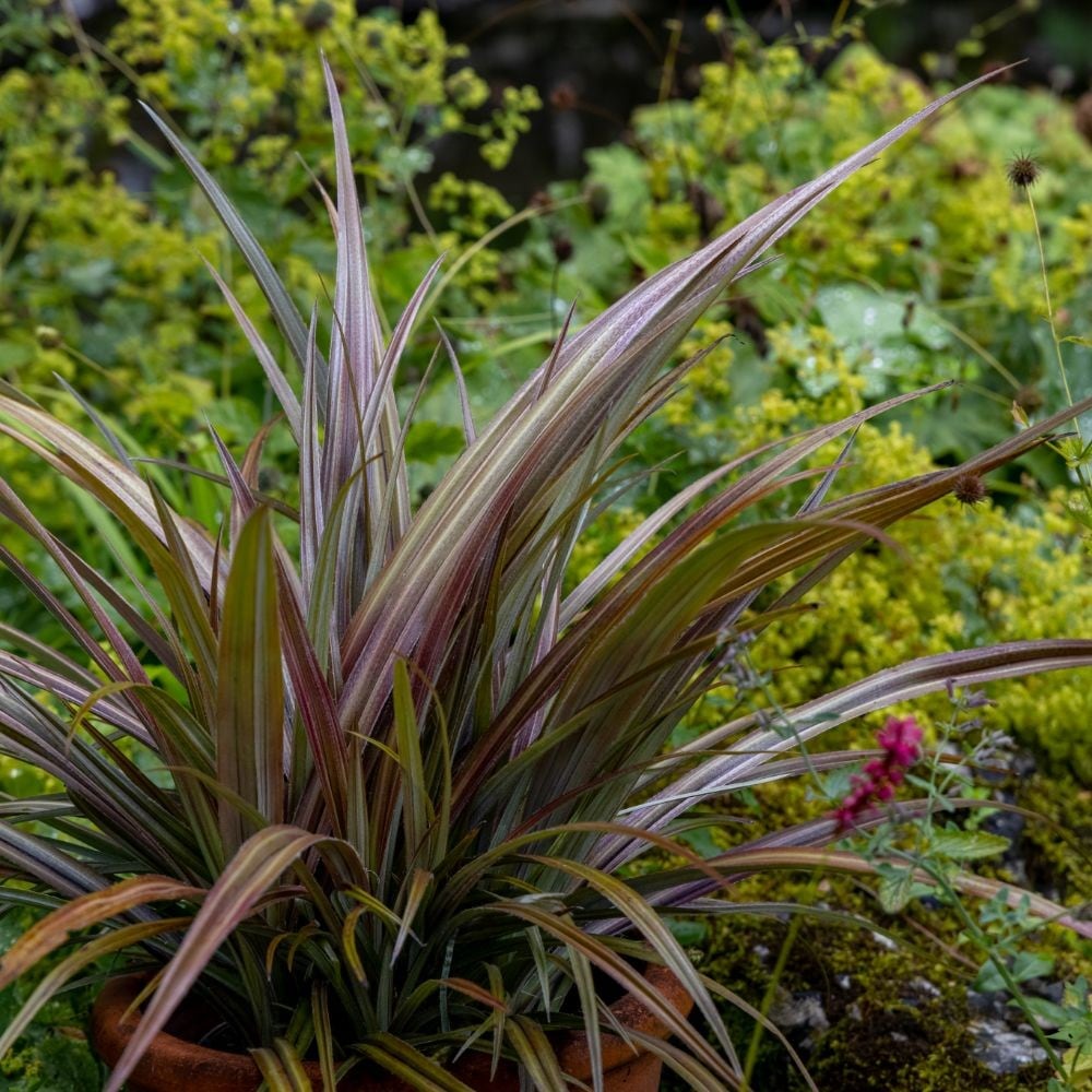 Product options image