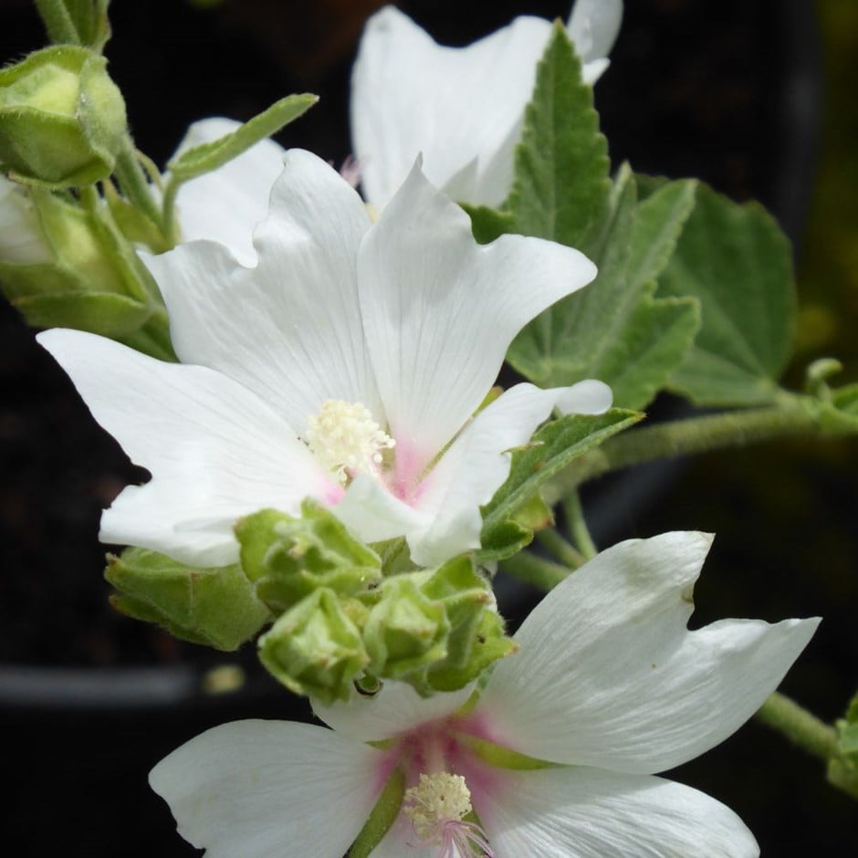 <i>Malva</i> × <i>clementii</i> 'Barnsley Baby'