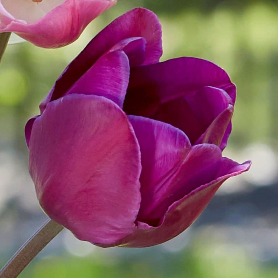 <i>Tulipa</i> 'Attila'