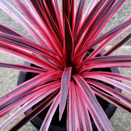 Picture of Cordyline australis Pink Star