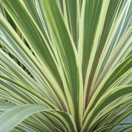 Picture of Cordyline australis Torbay Dazzler