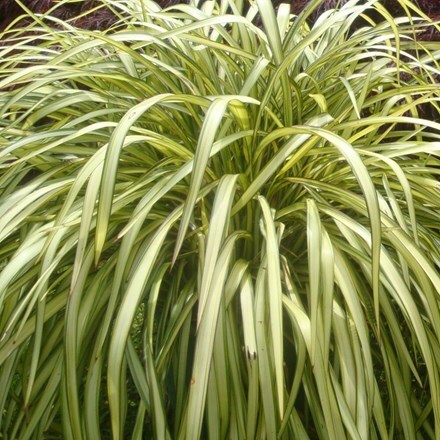 Picture of Phormium Blondie (PBR)