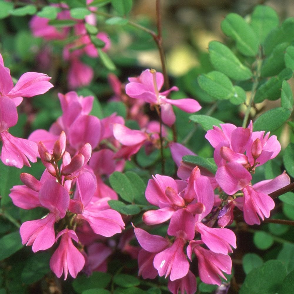 <i>Indigofera himalayensis</i> 'Silk Road' (PBR)