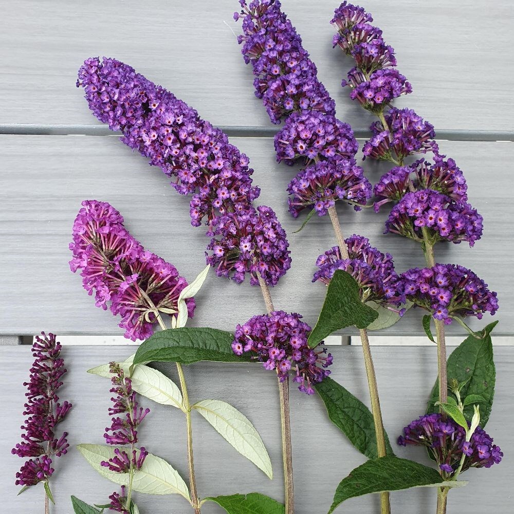 Buy butterfly bush Buddleja davidii Royal Red £69.99