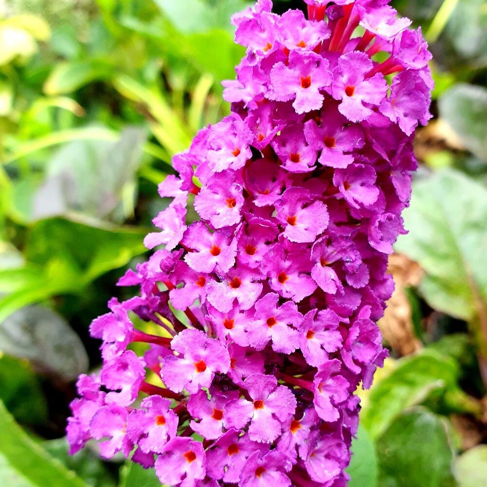 Buy butterfly bush Buddleja davidii 'Royal Red' Delivery