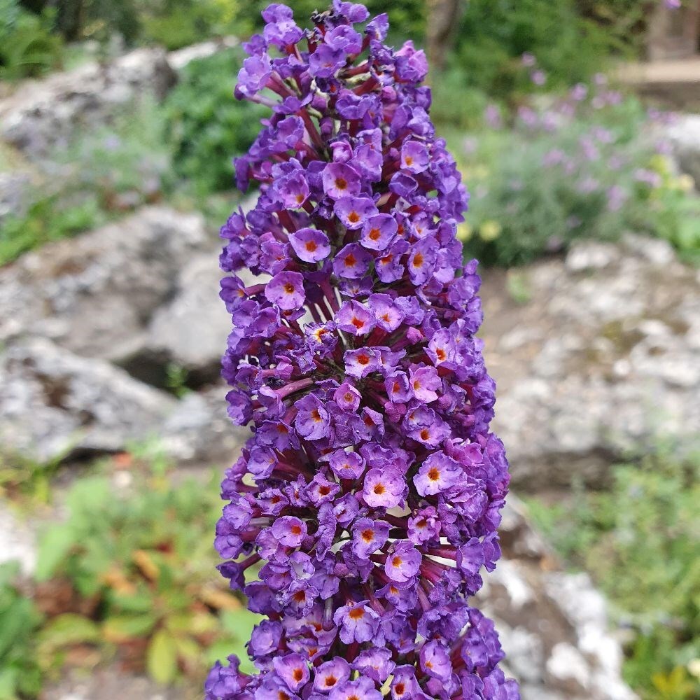 Buy butterfly bush Buddleja davidii Royal Red £69.99