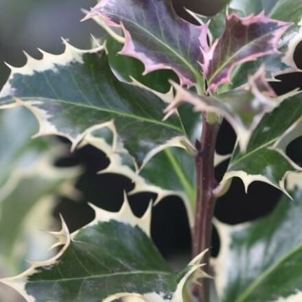 Picture of Ilex aquifolium Silver Queen