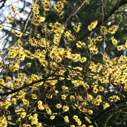 Picture of Hamamelis × intermedia Arnold Promise