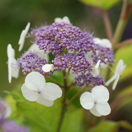 Picture of Hydrangea aspera subsp. sargentiana Gold Rush ('Giel')