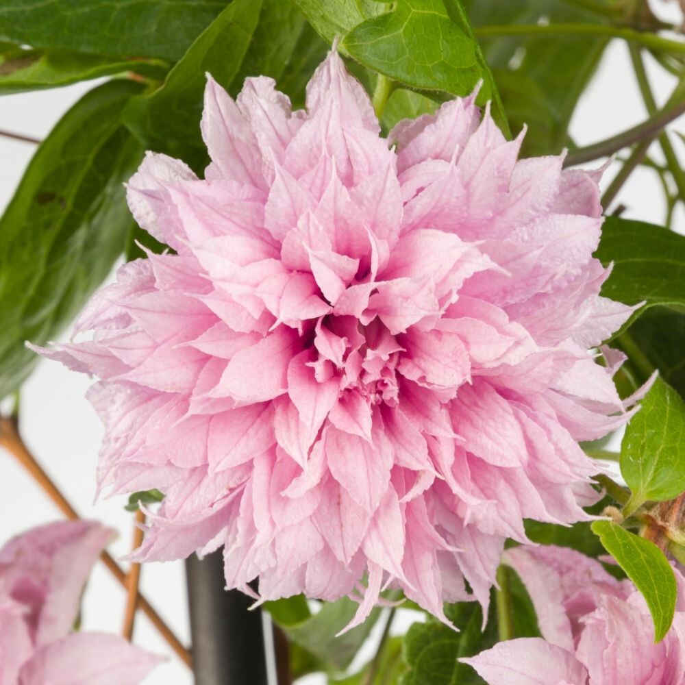 Clematis, white on sale w/pink stripes on trellis 1