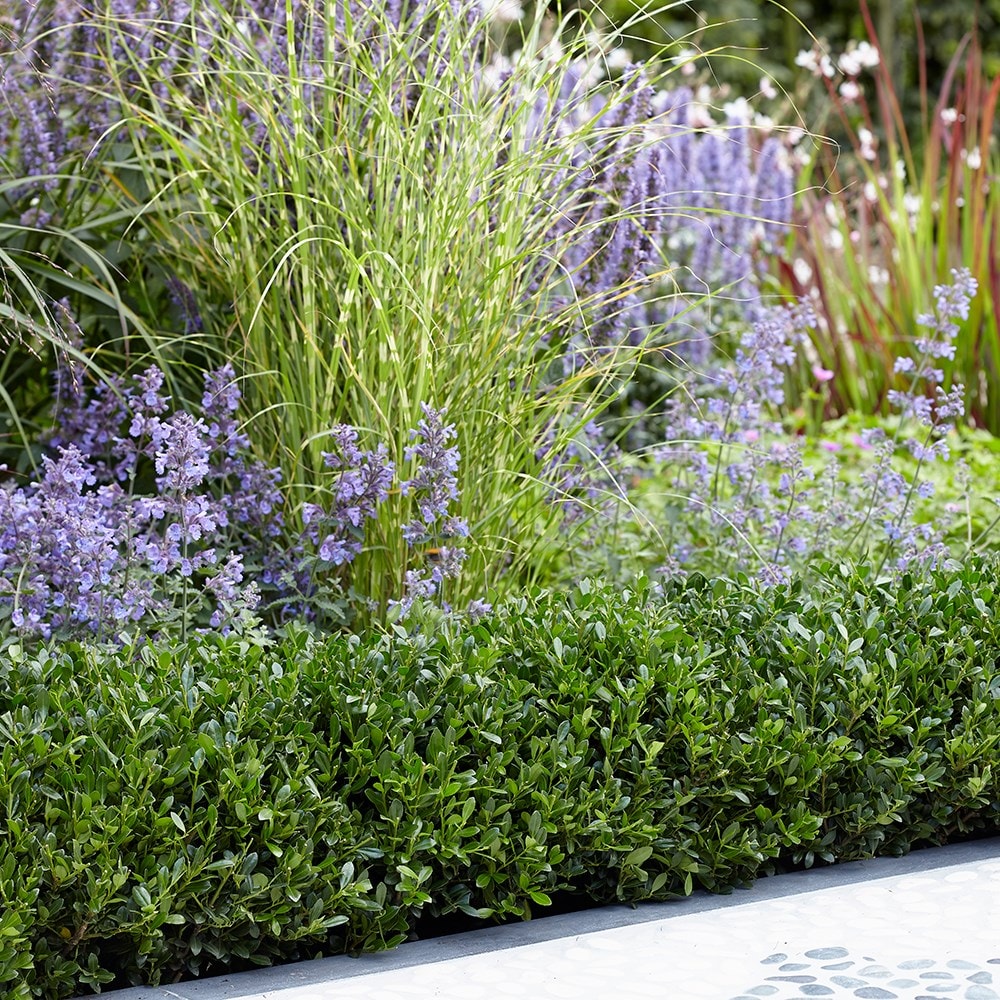 Product options image