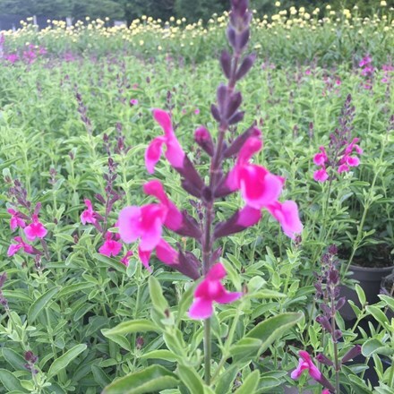 Picture of Salvia greggii Icing Sugar (PBR)