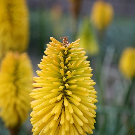 Picture of Kniphofia Bees Lemon