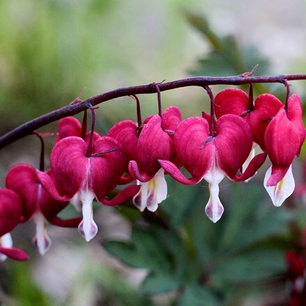 Picture of Lamprocapnos spectabilis Valentine