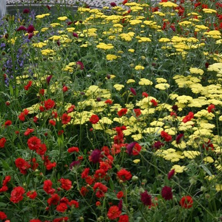 Picture of Geum Mrs J. Bradshaw