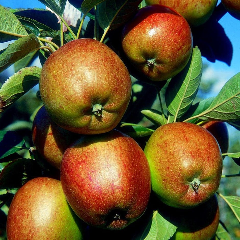 apple 'Braeburn'