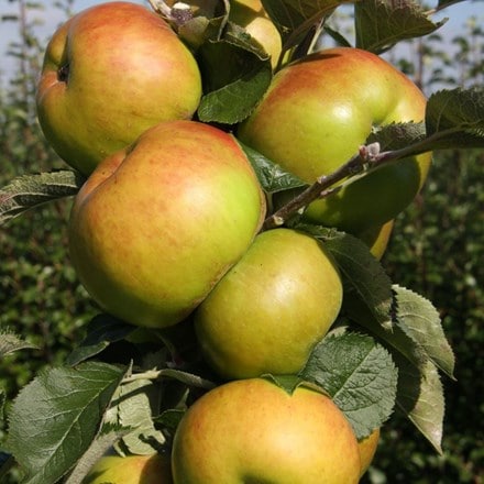 apple Bramley 20