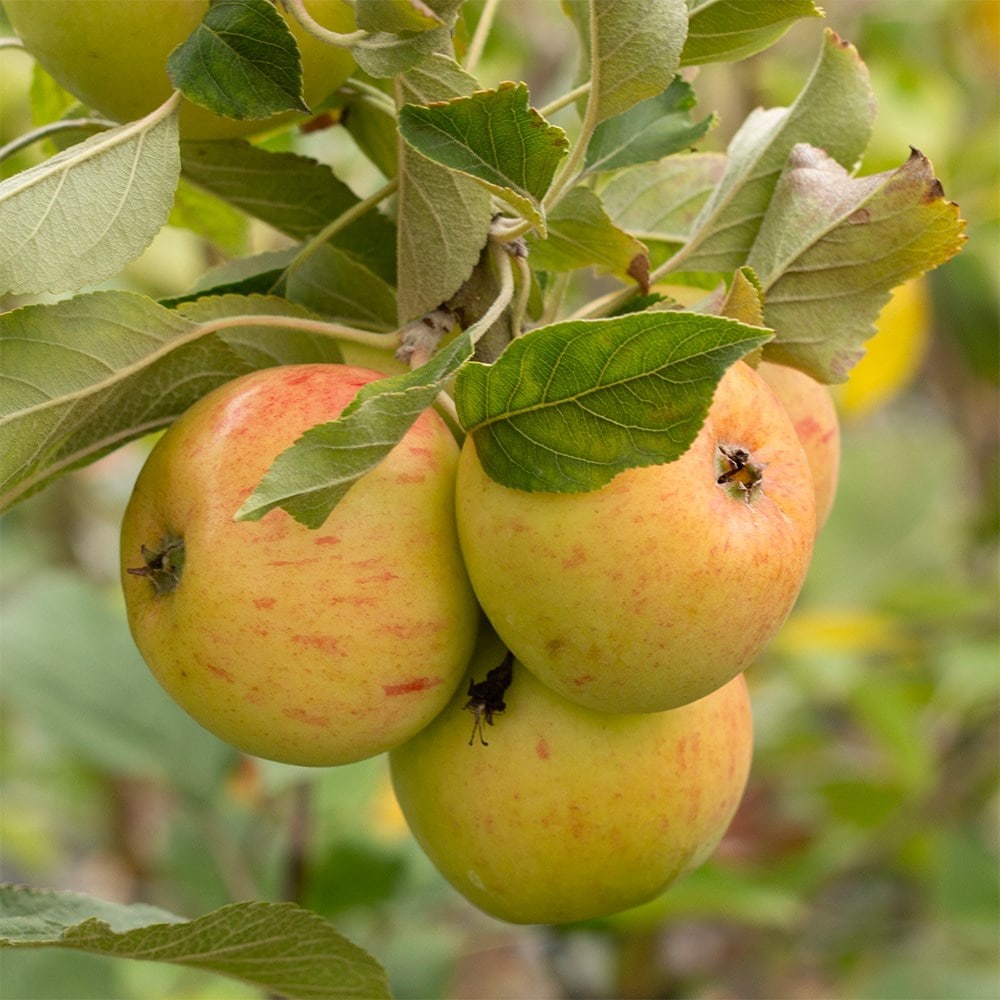 apple 'Bramley 20'