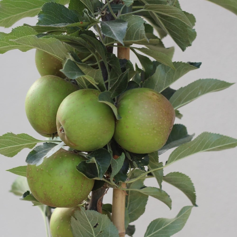 Product options image