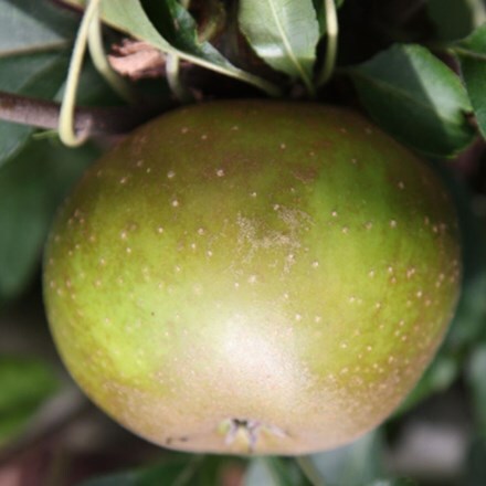 Picture of apple Egremont Russet