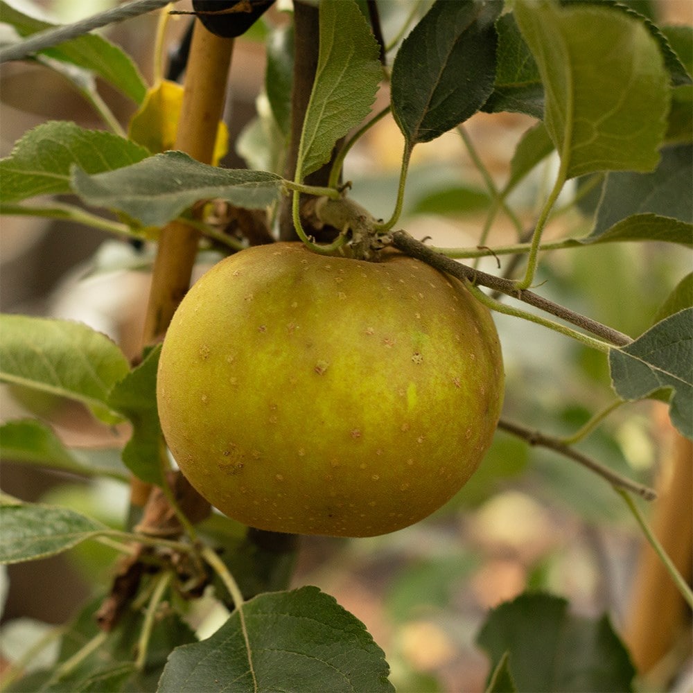 apple 'Egremont Russet'