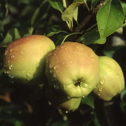 Picture of apple Golden Delicious