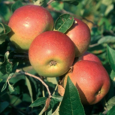 Picture of apple Laxton's Superb