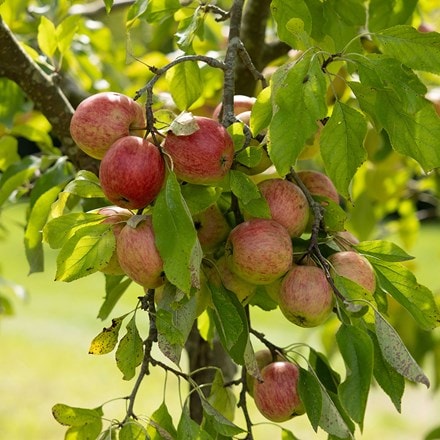 apple Red Falstaff (PBR)