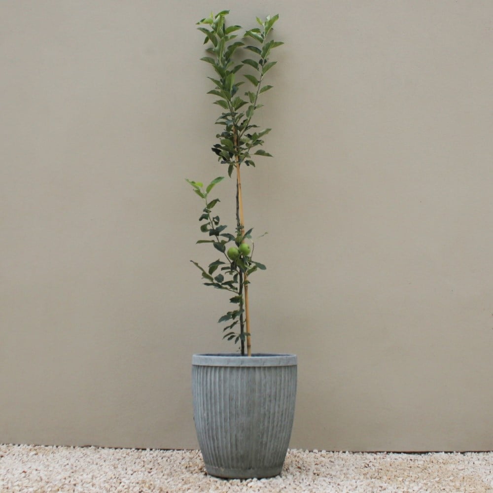 Product options image