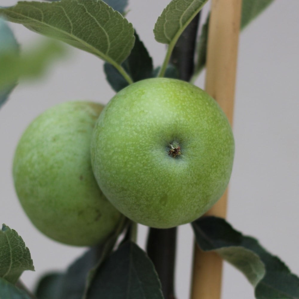 apple 'Worcester Pearmain'