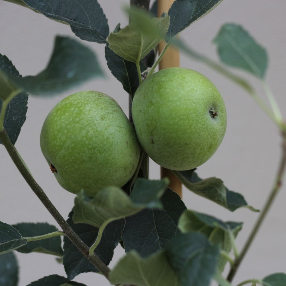apple 'Worcester Pearmain'