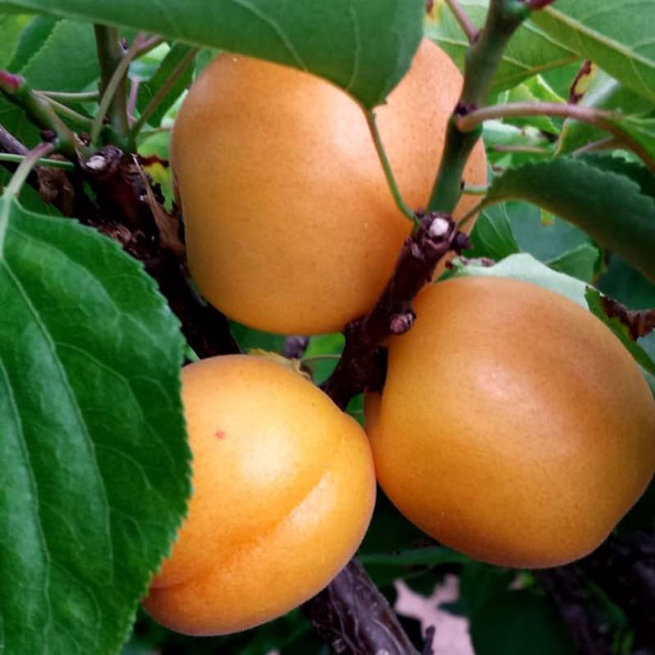apricot 'Garden Aprigold'