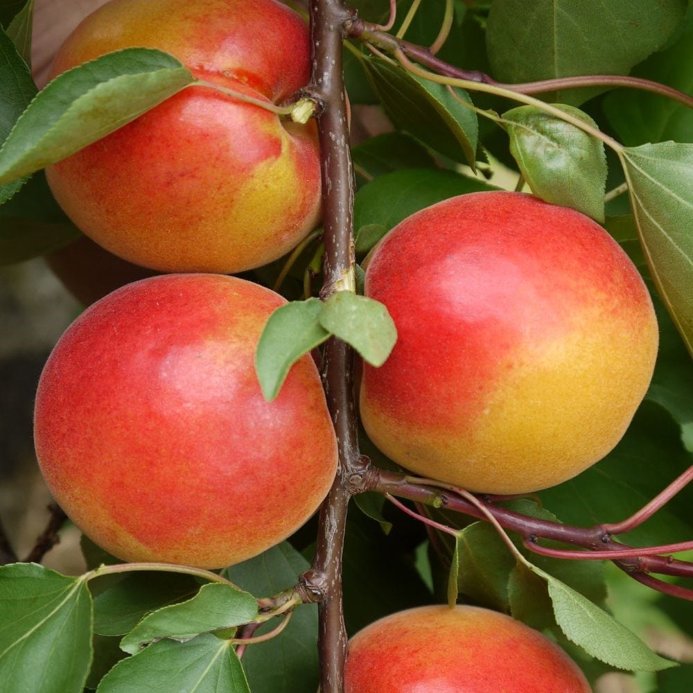 Apricot, nectarines & peaches