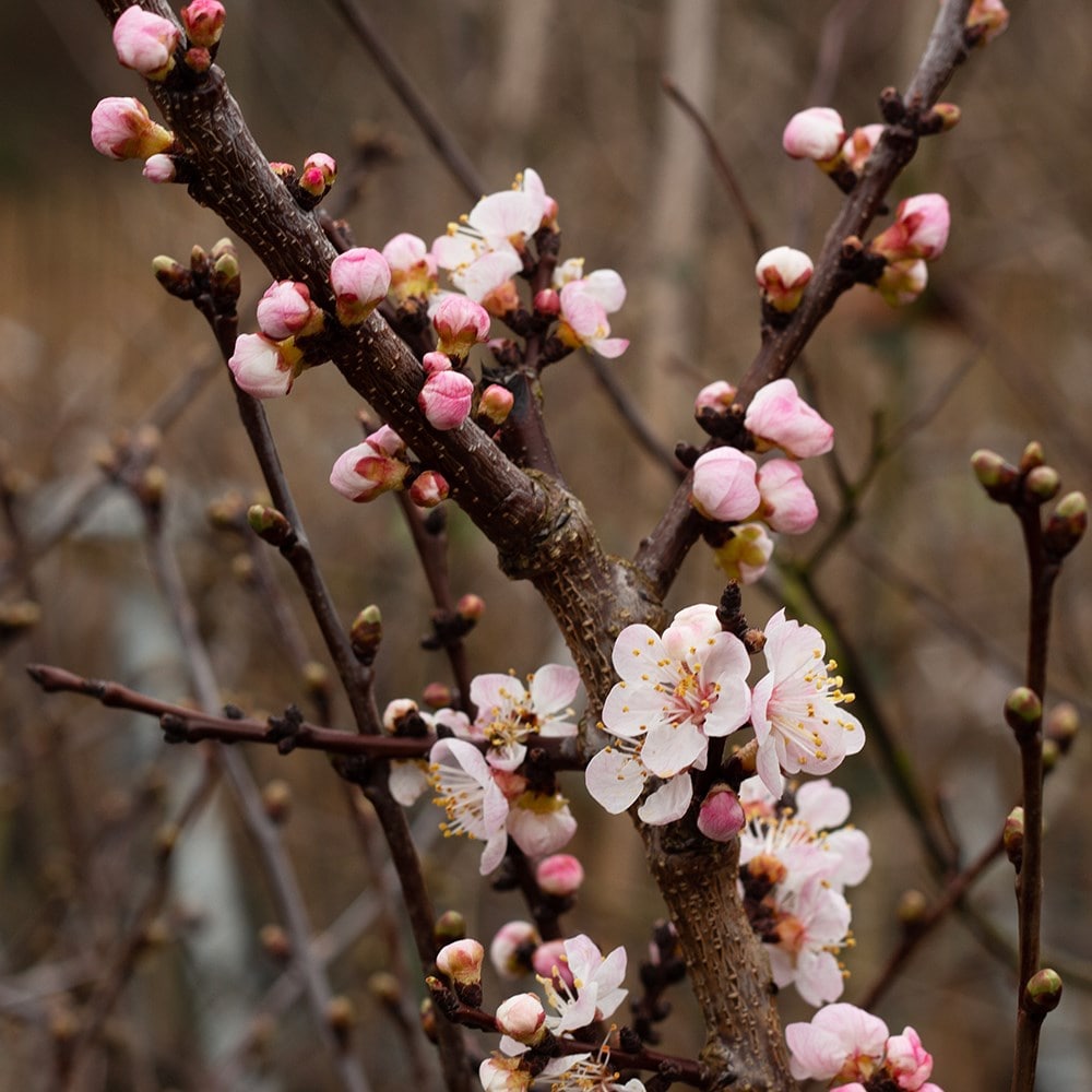 apricot 'Pink Marry'