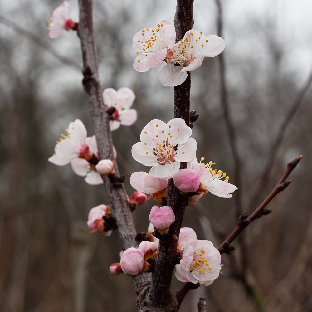 apricot 'Pink Marry'