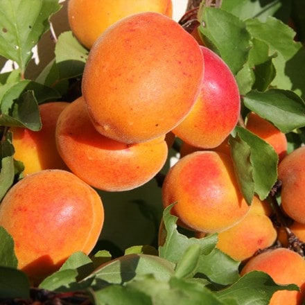 apricot Tomcot