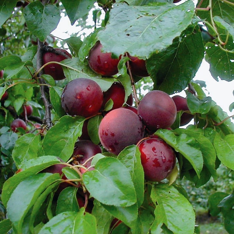 cherrycot 'Aprikyra' (Cherrycot Series)