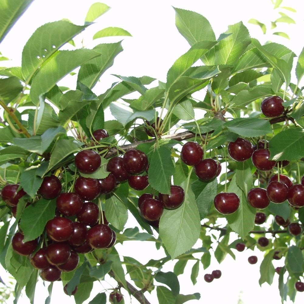 cherry 'Athos'