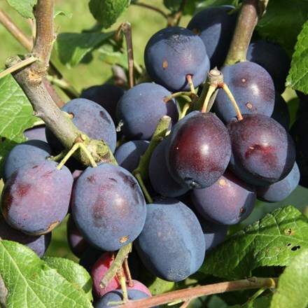 Picture of damson Merryweather Damson