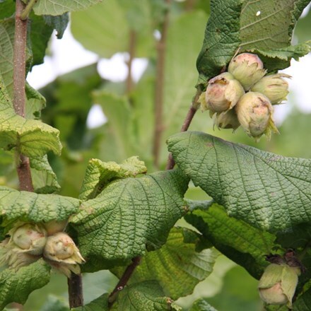 Picture of hazelnut Butler